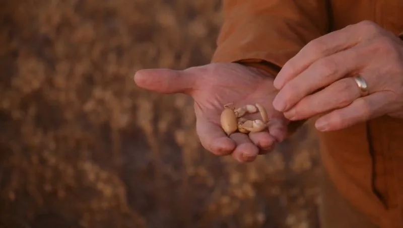 The Protein Revolution: How GLP-1s and Pulse Crops are Reshaping Agriculture and Nutrition