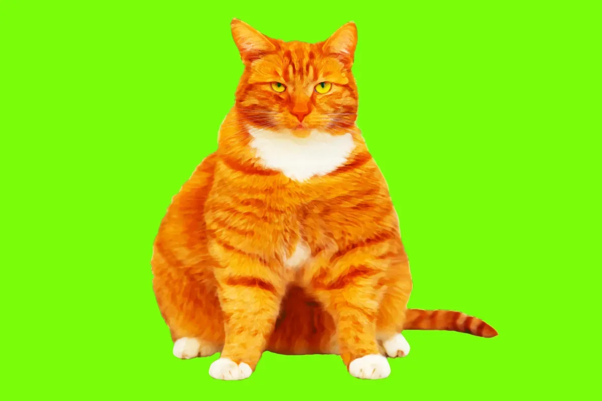 Scientists Experiment with GLP-1 Drugs for Overweight Canines and Felines