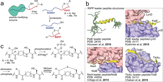 Peptide Power: Unlocking New Wellness Strategies with Advanced Health Tracking