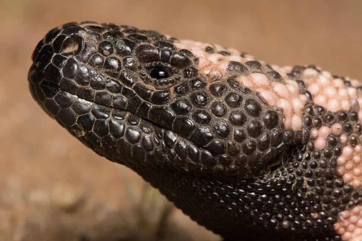 How Gila Monster Venom Led Scientists to Ozempic