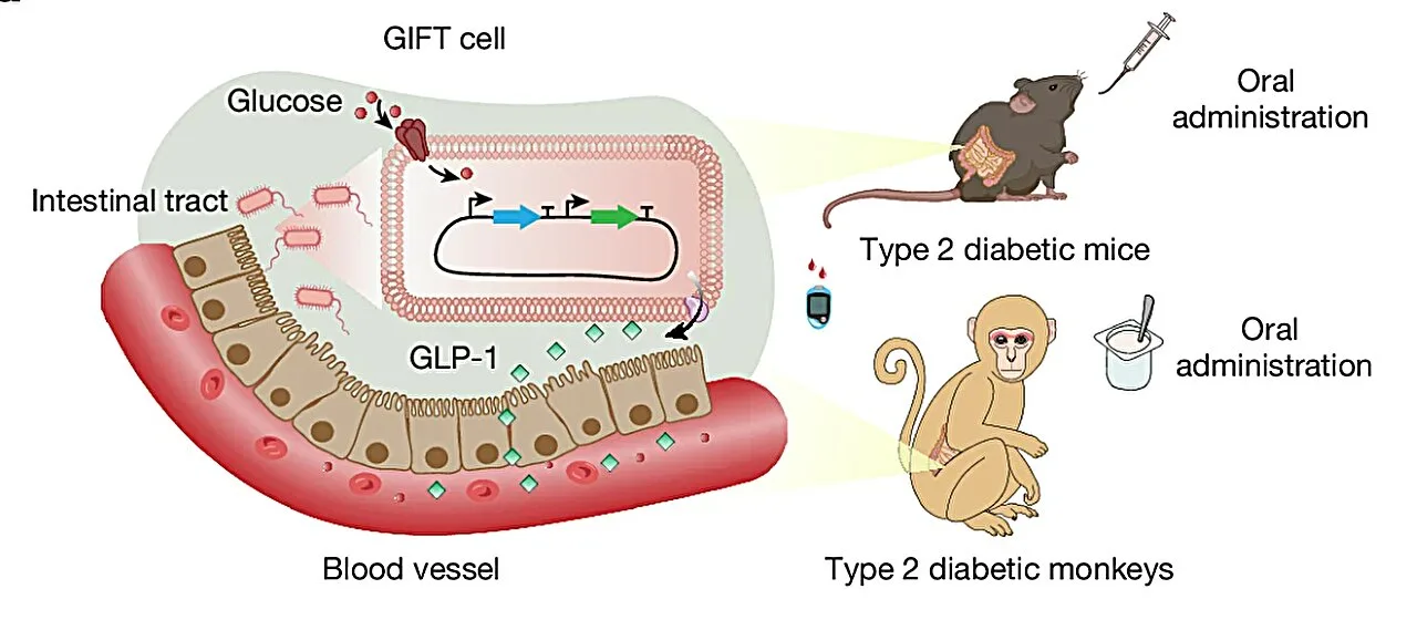 Photo: shotlee.app Smart Probiotics Can Detect High Blood Sugar and Release GLP-1 On Demand
