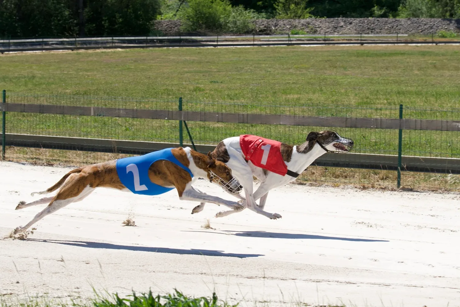 Novo Nordisk vs Eli Lilly: GLP-1 Drugs Showdown