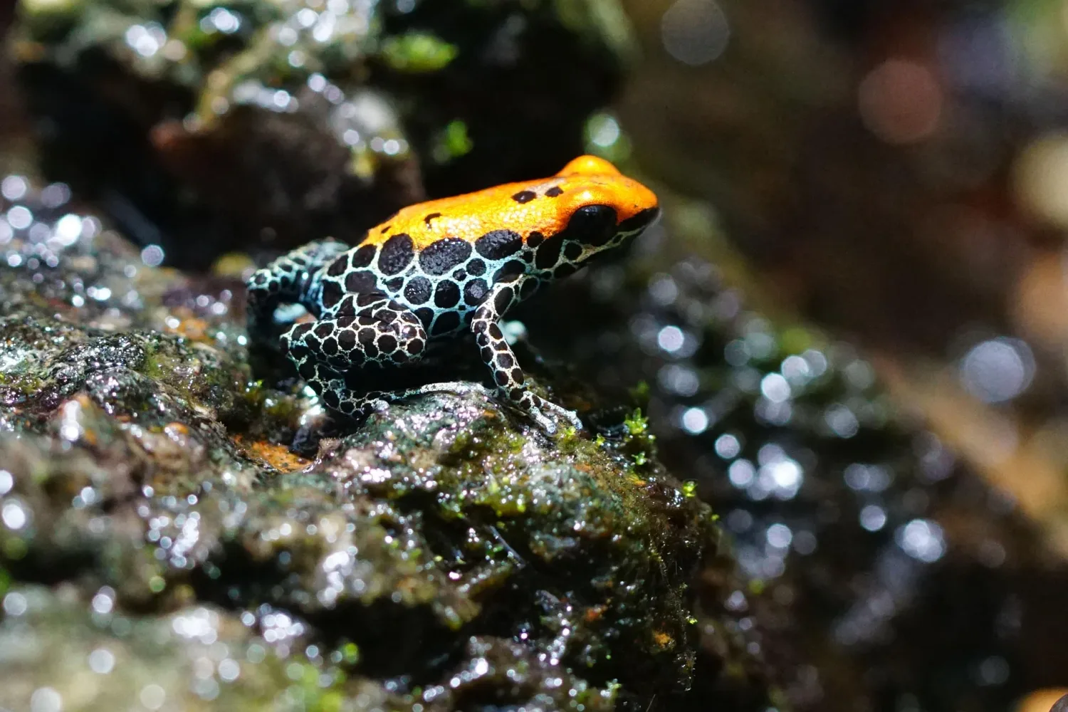 Wasps and Frogs Evolve Bradykinin-Like Peptides Independently to Deter Predators